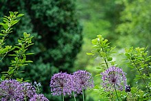 Wilde Blumen auf einer Wiese.