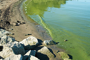 Heißer Sommer: Blaualgen im Badesee Blaualgen im Badesee