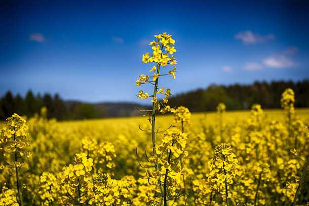 Blühendes Rapsfeld.