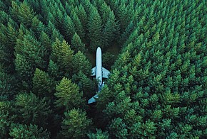 Wald mit Flugzeug in der Mitte